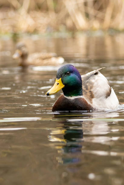 istock Mallard duck (Anas plathyrynchos) in natural habitat 2008057579