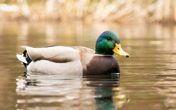 istock Mallard duck (Anas plathyrynchos) in natural habitat 2008058125