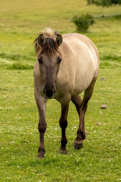 istock Semi wild horses reintroduced in Bulgaria 2008059780