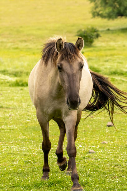 istock Semi wild horses reintroduced in Bulgaria 2008059800