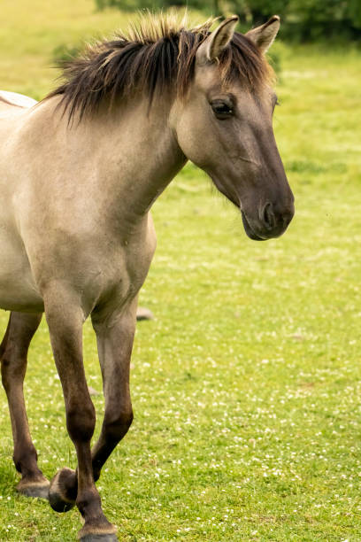 istock Semi wild horses reintroduced in Bulgaria 2008060338