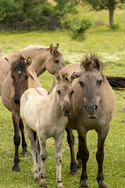 istock Semi wild horses reintroduced in Bulgaria 2008061025