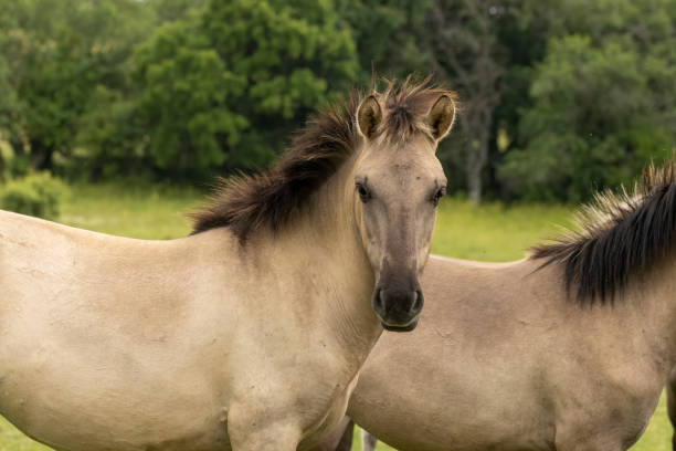 Horse Tarpan with foal