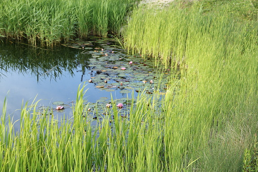 Biotope with water lilies