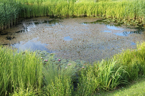 Small pond as part of landscaping with aquatic plants and water lilies surrounded by lush vegetation