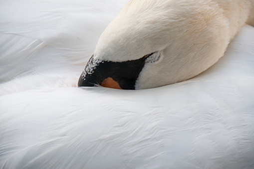 Beautiful scene of a sleeping swan