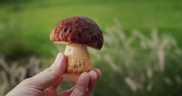 istock Mushroom picker holding wild mushroom in hand, first person view 2008072043