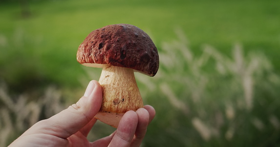 Mushroom picker holding wild mushroom in hand, first person view.