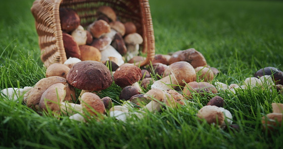 Wicker basket with forest mushrooms that scattered on the grass.