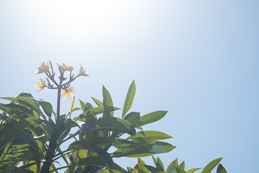 plumeria tree on the background of a beautiful sky