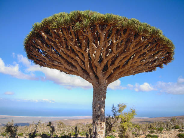 istock Dragon tree of Socotra island 2008077454