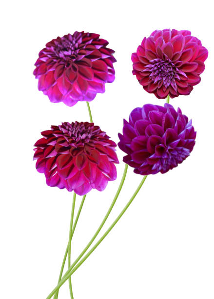 Dahlias in full bloom in the gardens of 'Dahlia Beach'