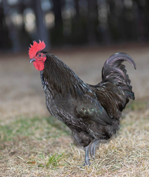 istock Free range chicken rooster in North Carolina 2008092280