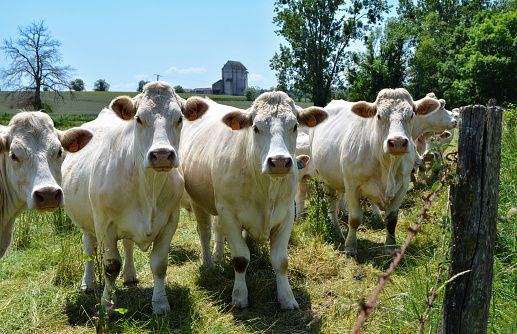 A Charolais cow herd in a meadow in the countryside