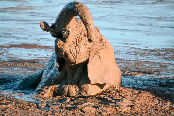 Elephant in South Africa