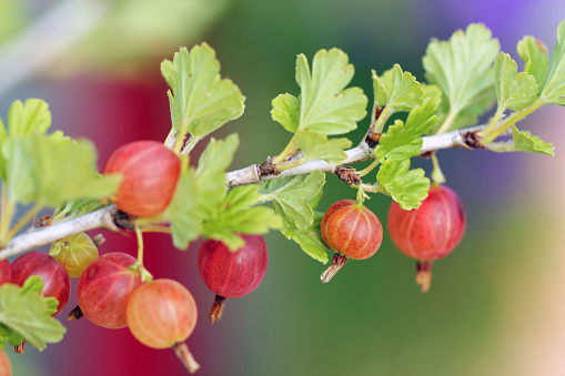 Red gooseberries on a branch