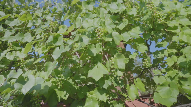 Growing bush with bunches of grapes leans on fence