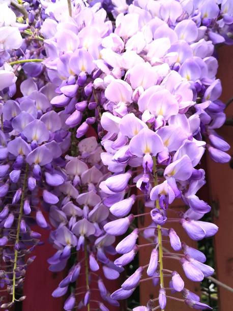 istock Flowers of glycine 2008129874