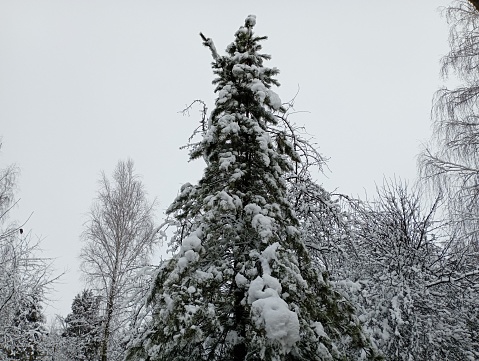 A tall beautiful Christmas tree is covered with a thick layer of snow in winter in the middle of the forest against a blue cloudy sky. Cover the tree with wet fresh snow.