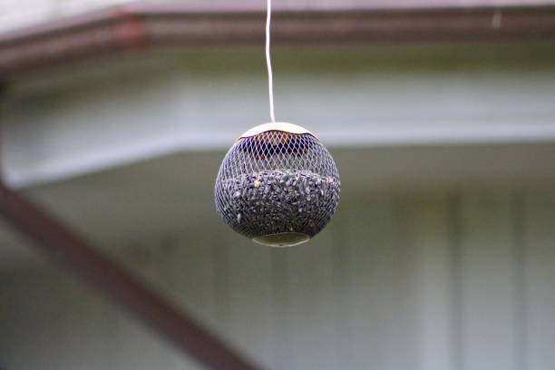 bird feeder - millet terrace photos et images de collection