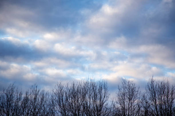 Clouds in the blue sky with bare branches of trees in winter with copy space. beautiful cloudscape at the sunset