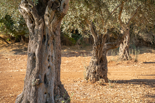 A row of olive tree in a grove in the Judea mountains, near Jerusalem, Israel, on a sunny summer day. Looking closely, one can see a lizard peeping from behind the closest tree.