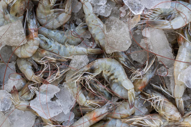 istock fresh prawns kept at snow box at retail shop for sale at day from different angle 2008154862