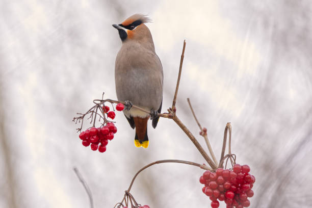 Cedar Waxwing on a Highbush Cranberry branch