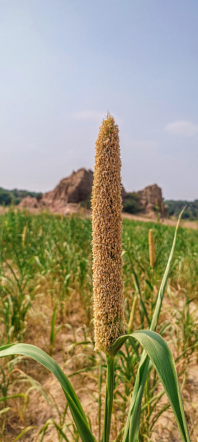 A Closeup of Pearl Millet Plant in a  Pearl Millet Crop Field in Village. Beautiful Texture for anatomy and Nature Lovers