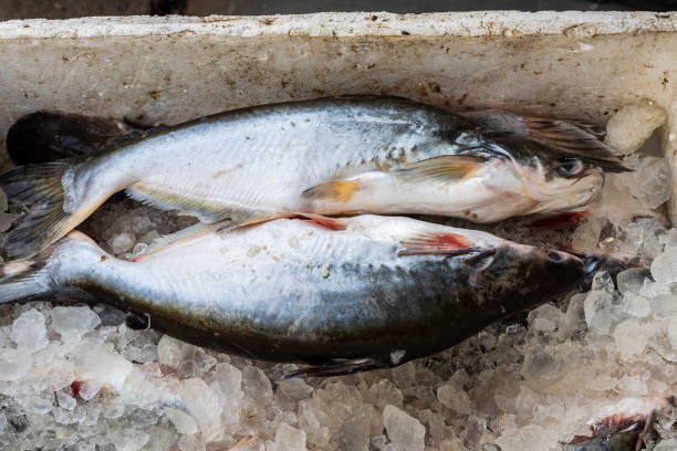 istock fresh fish kept at snow box at retail shop for sale at day from different angle 2008164187