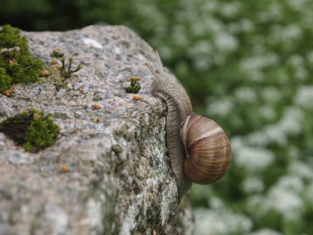 A snail climbing a mossy stone and peeking out when it reaches the top