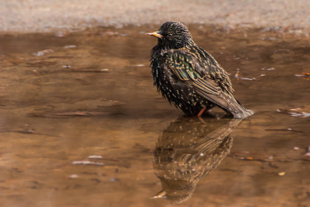 Starling bathed in the water after the rain, reflection in the water, close-up