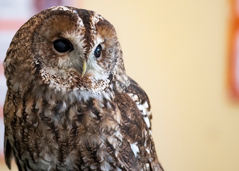 The Tawny Owl (Strix aluco), also called the Brown Owl.