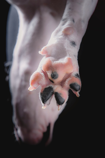 A dogs paw is captured in a close-up on its pink and black pads. Pet in studio