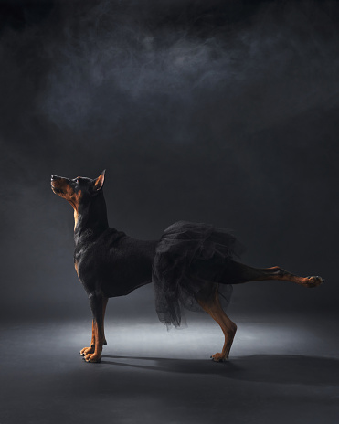 An elegant standard pinscher dog in a balletic posture, draped in a gossamer tutu, captures the spotlight amidst a hazy ambiance