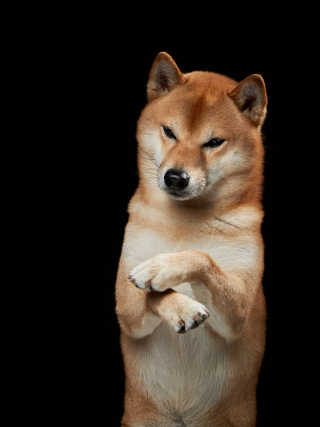istock A poised Shiba Inu dog with a winking expression, stands on its hind legs 2008182302