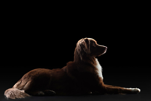 A brown dog with a thoughtful gaze is silhouetted against a dark backdrop, its features highlighted with a subtle rim light