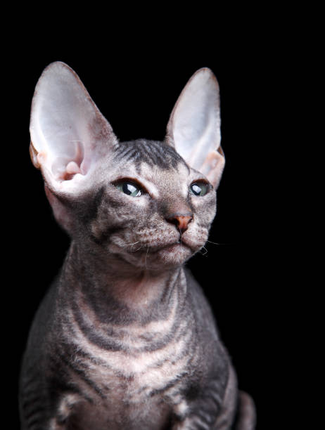 istock A Sphynx cat gazes to the side against a black backdrop 2008182314