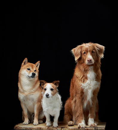 A Shiba Inu, Jack Russell Terrier, and Nova Scotia Duck Tolling Retriever dogs stand together, poised against a black backdrop