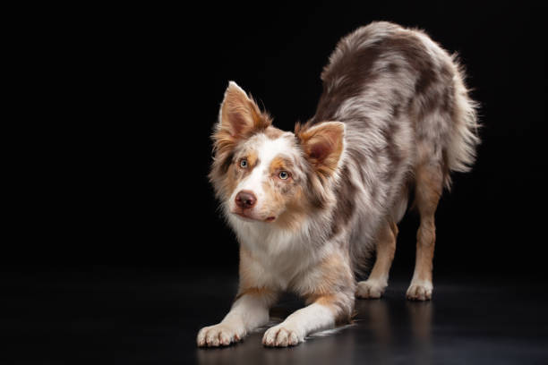 istock An alert Border Collie with multicolored eyes and merle coat pattern stand out, 2008182318