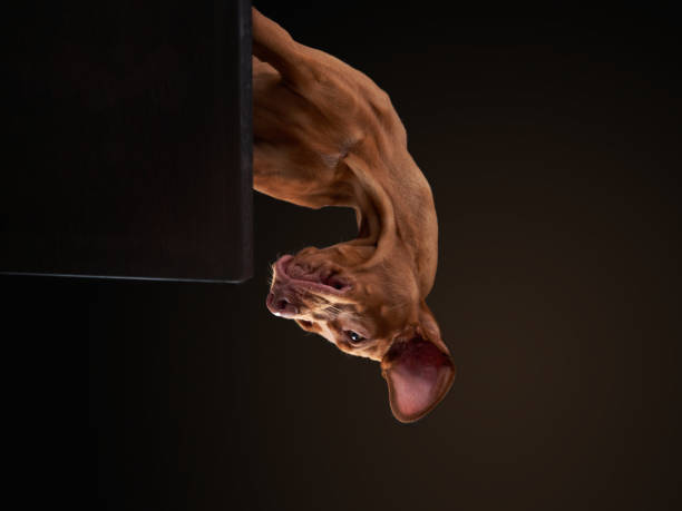 dociekliwy pies vizsla wygląda zza rogu z nadstawionymi uszami - ears perked zdjęcia i obrazy z banku zdjęć
