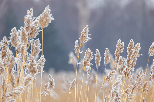 Dry reed with snow in winter season, close-up view with selective focus. Abstract natural background photo taken on the coast of frozen Baltic Sea