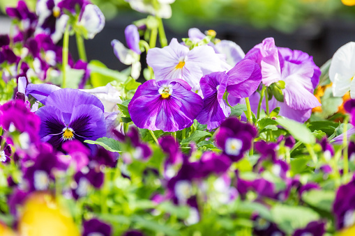 Horizontal closeup photo of flowering multi-coloured Viola plants, Bok Choy, and lettuces, ready to harvest, growing in an organic vegetable garden in Byron Bay, sub-tropical north coast of NSW in Spring