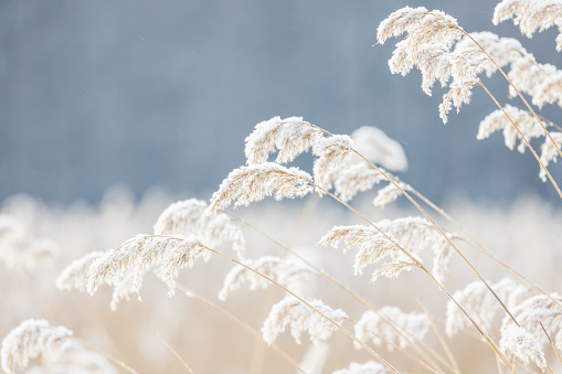 Dry reed covered with snow, close-up view with selective focus. Abstract natural winter background photo taken on the coast of frozen Baltic Sea