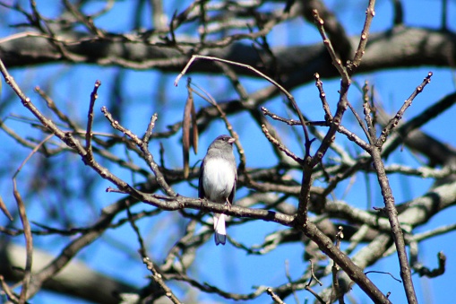 The top up view of a dark eyed junco perched on a tree branch.