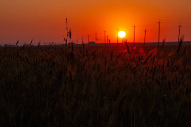 Disk of sun starting its day way close to horizon. Red colors of dusk