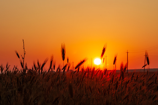 The disk of the sun behind the ears of corn in the red sky