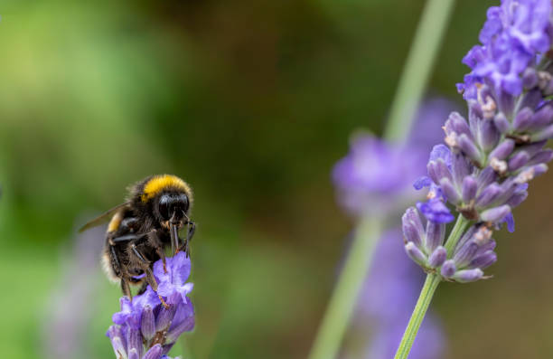 istock Bumblebee on a lavender flower 2008217934