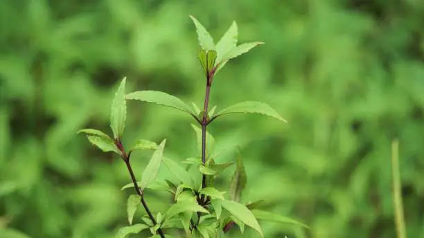 Ageratina riparia (mistflower, creeping croftonweed, mistflower, river-eupatorium, spreading snakeroot, roro ireng). It has most commonly been used as an ornamental plant