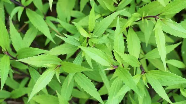 Ageratina riparia (mistflower, creeping croftonweed, mistflower, river-eupatorium, spreading snakeroot, roro ireng). It has most commonly been used as an ornamental plant